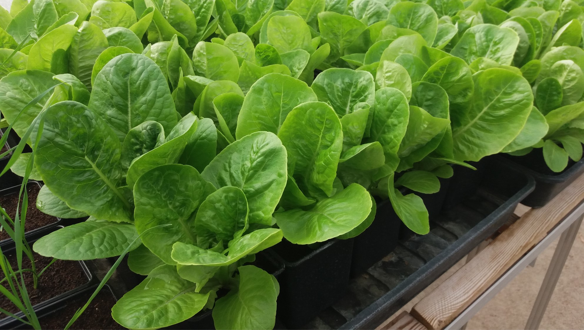 Seastar-F increases mean head weight of lettuces 🥬