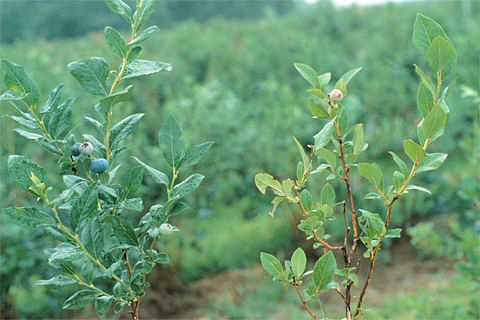 Can you identify this deficiency?