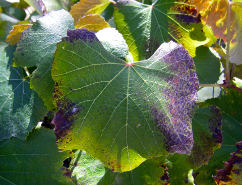 Essential role of phosphorous in plants