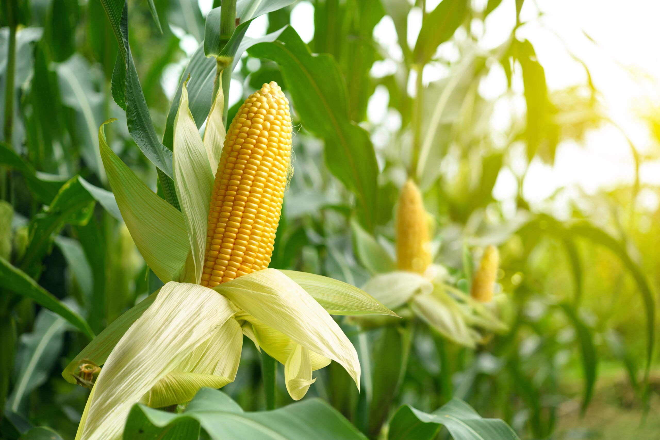 Addressing zinc deficiency in maize