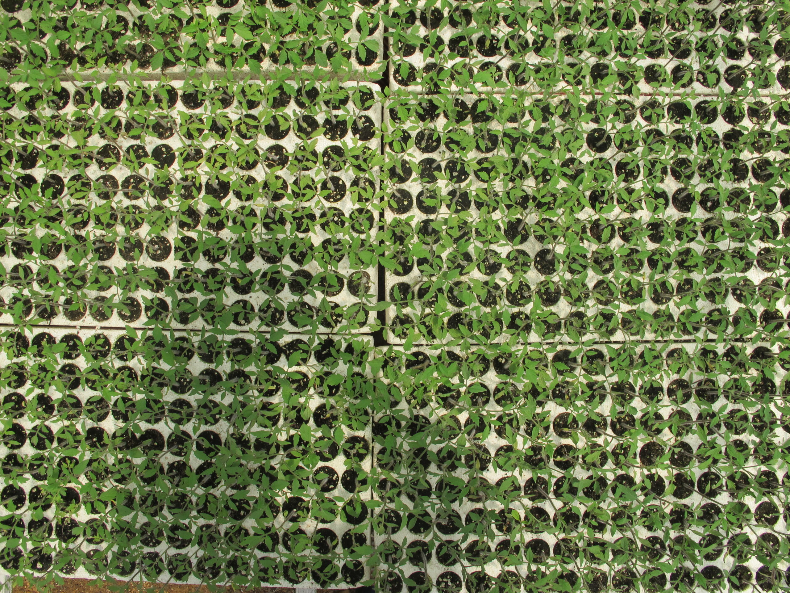 CLIMATE CHANGE ON CROP NUTRITION