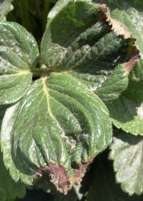 Prevent calcium deficiency & reduce stress with Quad 14