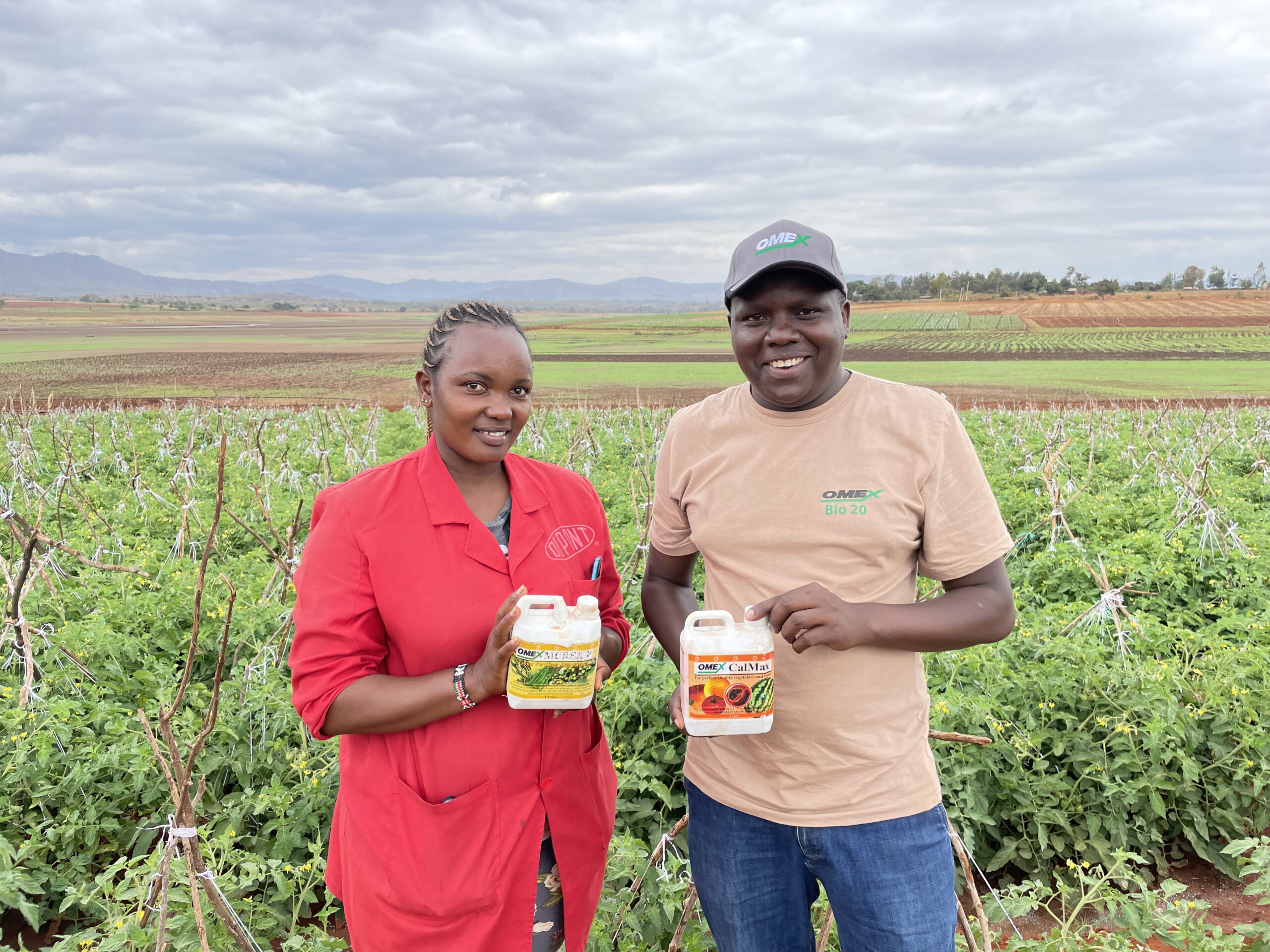 Tomato growers sucess in Kenya 🍅