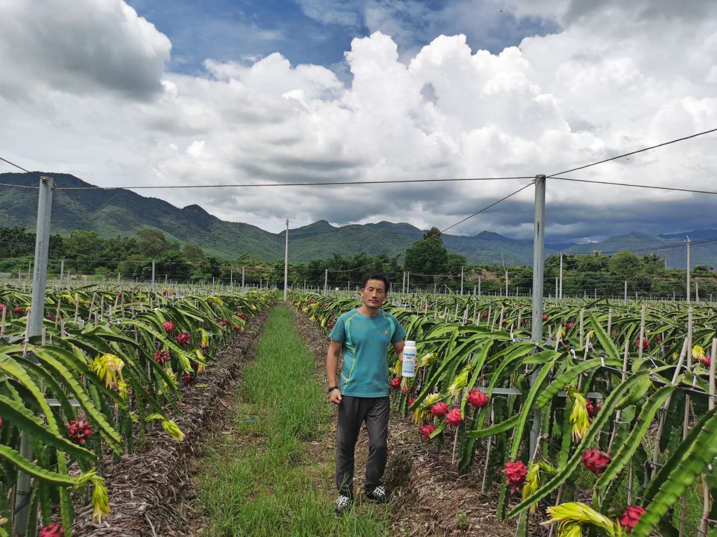 Improve dragon fruit quality & yields with DP98 & CalMax