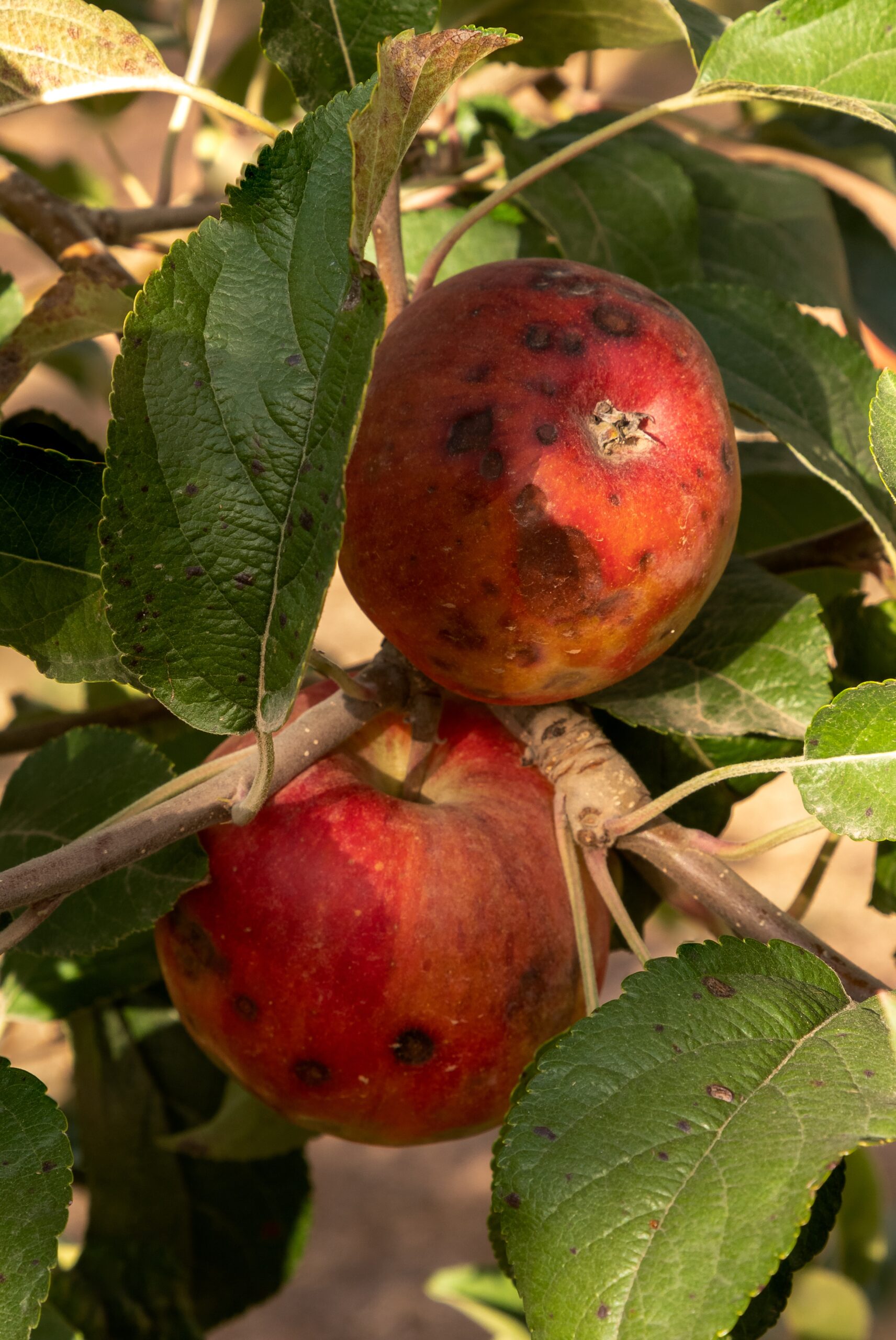 Problems with Calcium Deficiency?