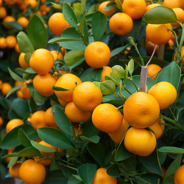 Foliar feeding citrus from the start 🍊