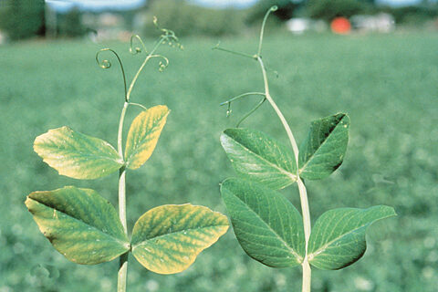 Problems with manganese deficiency? 🌿