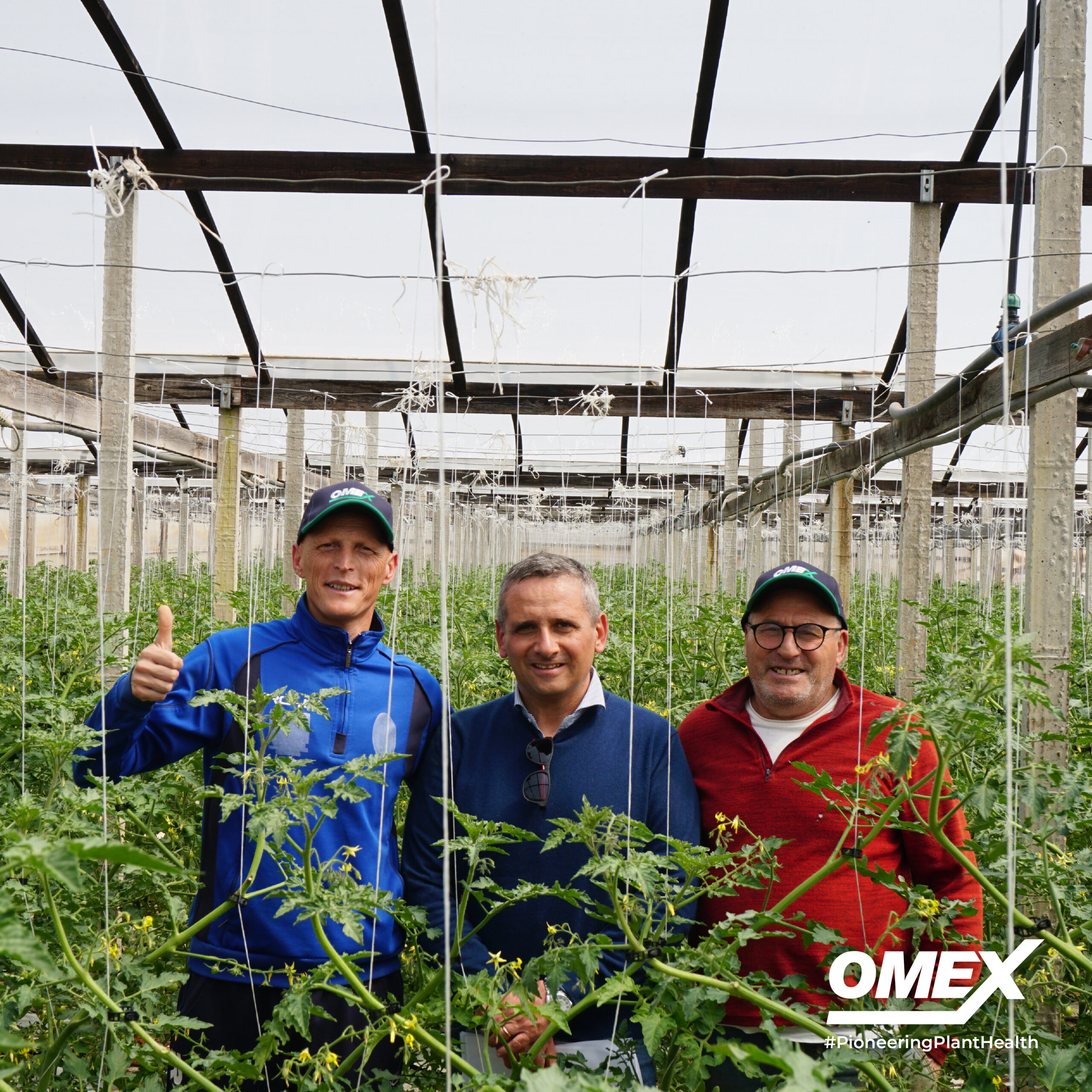 How to grow the best quality tomatoes….