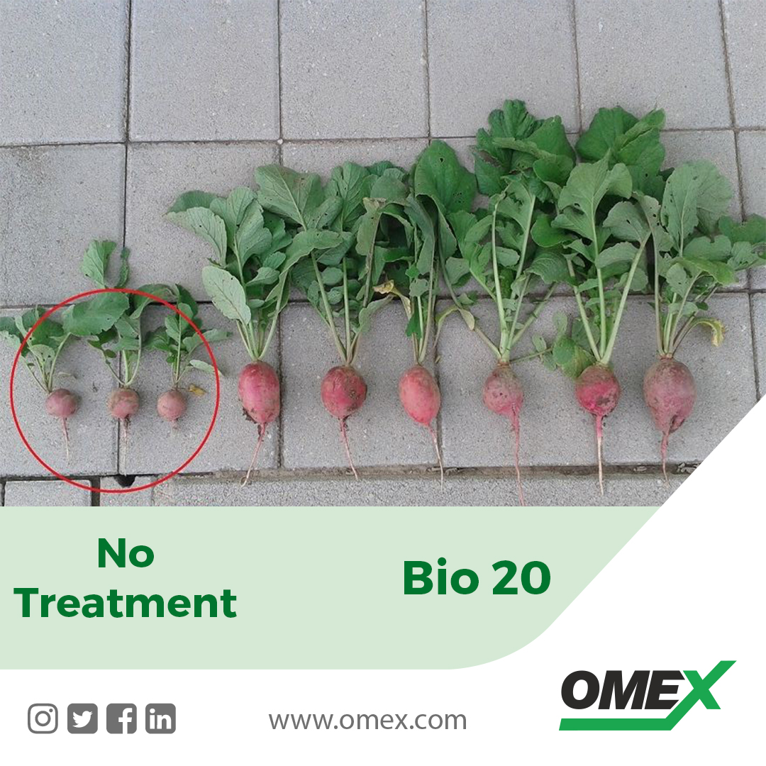 Increase yield & quality of your radishes