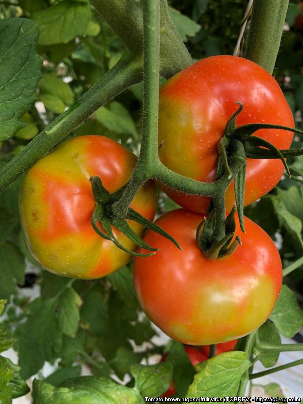 Build plant health against Tomato Brown Rugose Fruit Virus