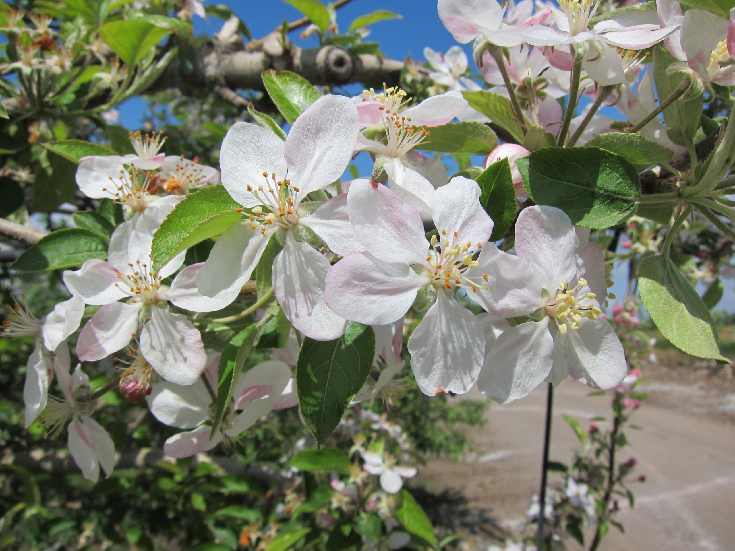 Should I thin apple flowers? 🌸🍎