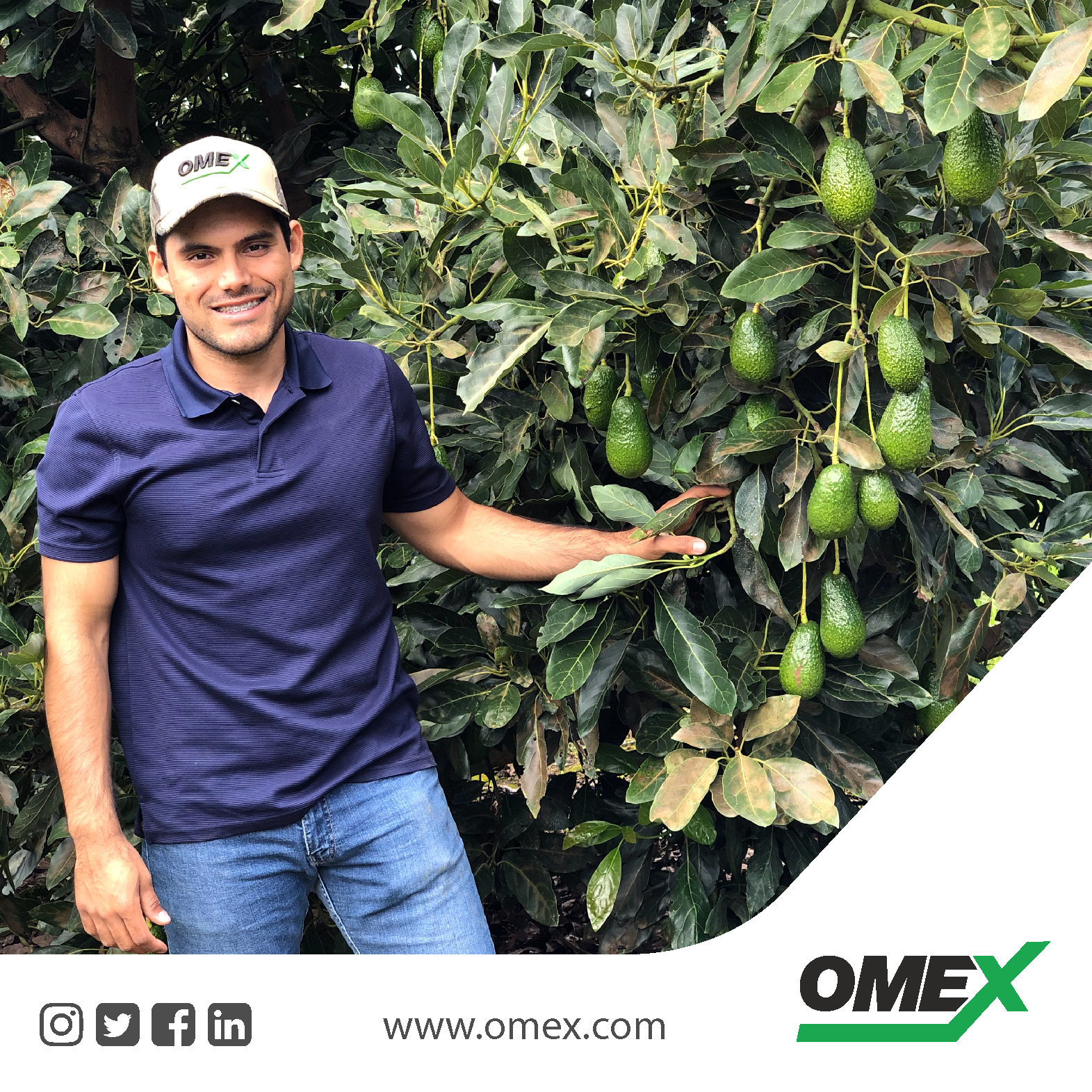 OMEX Program Achieves Awesome Avocados in Mexico