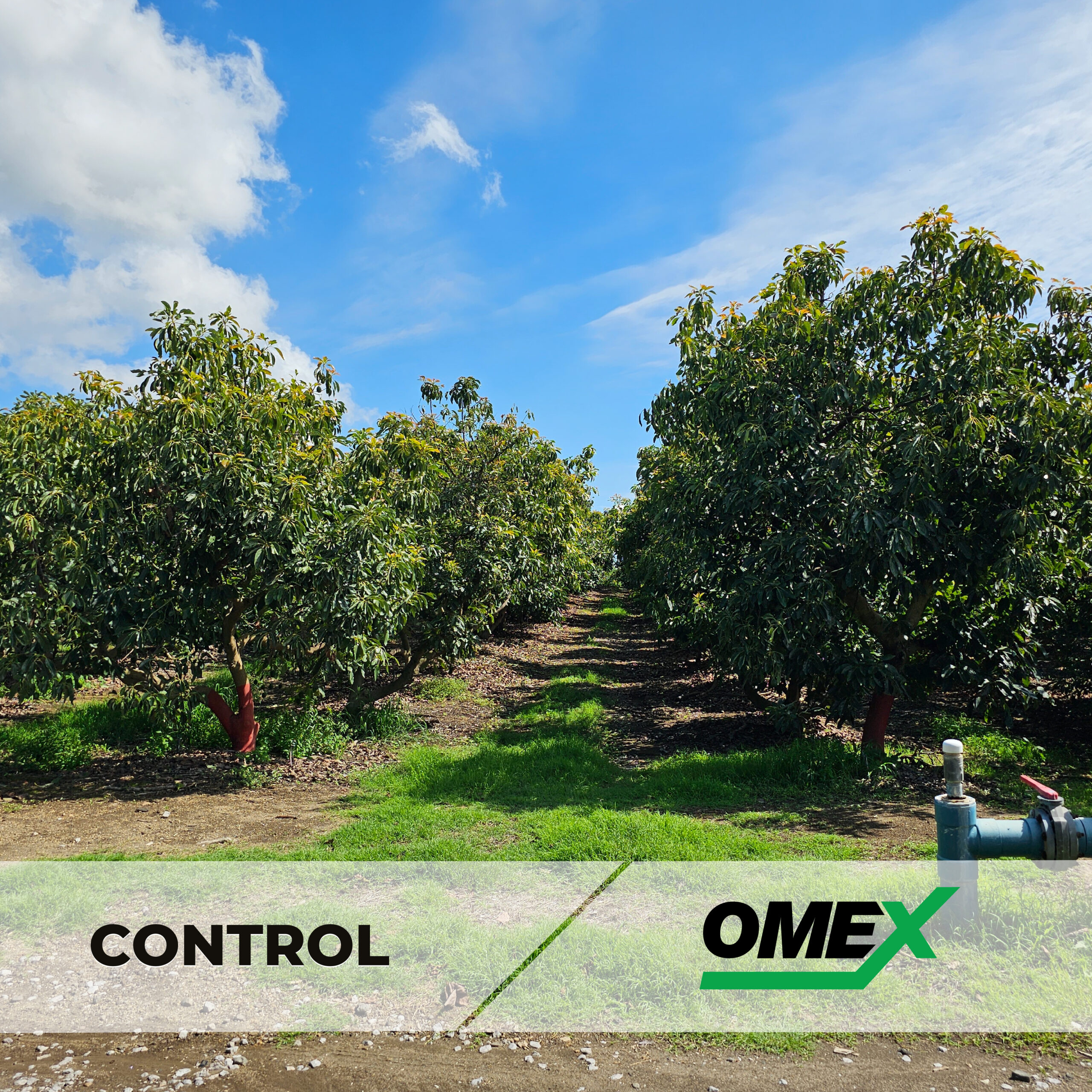 Avocado crop nutrition program 🥑