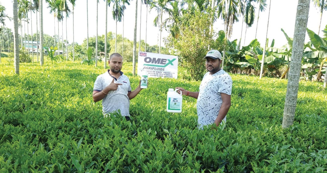 Foliar feeding the OMEX Way – it’s time for tea!