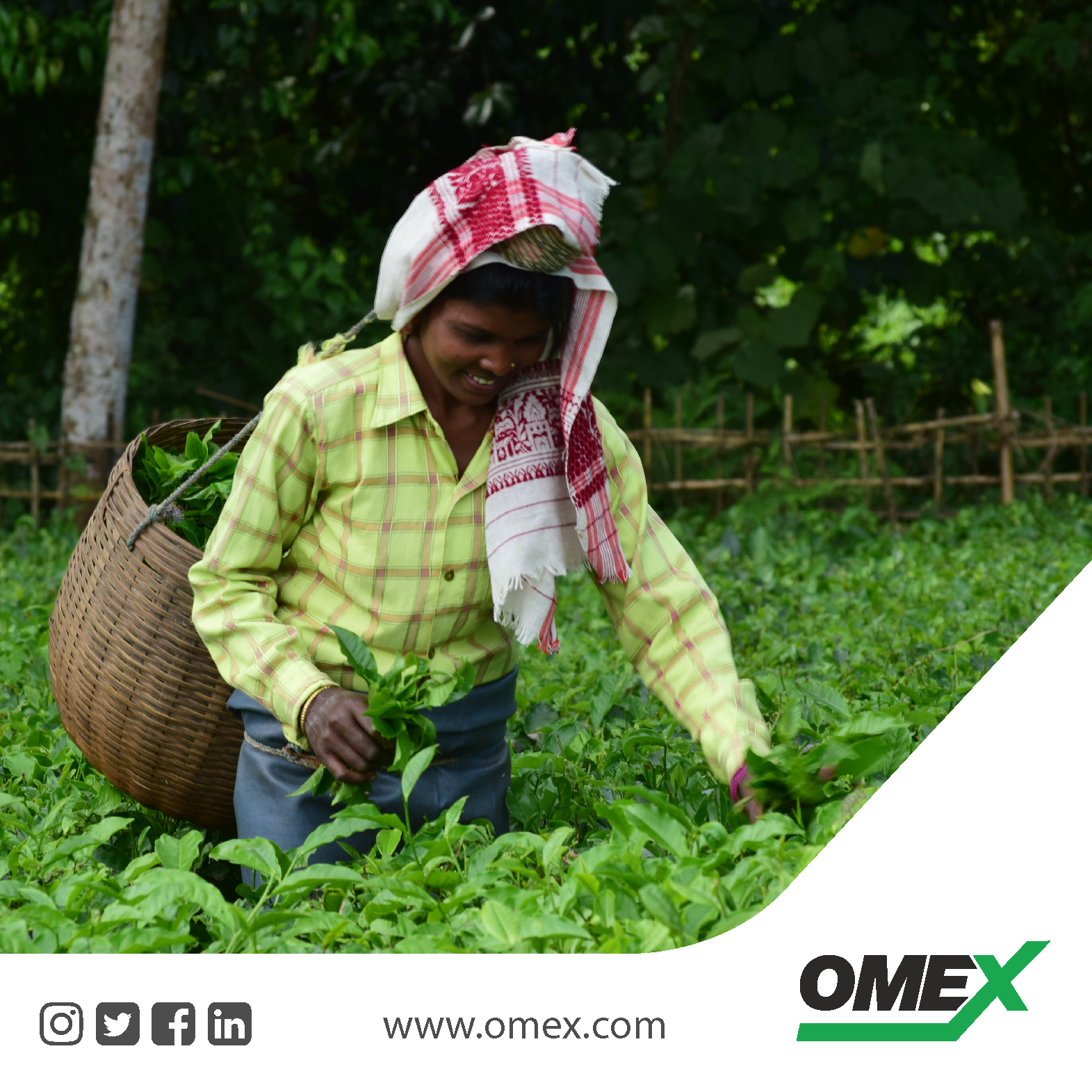 Sulphur deficiency in tea bushes