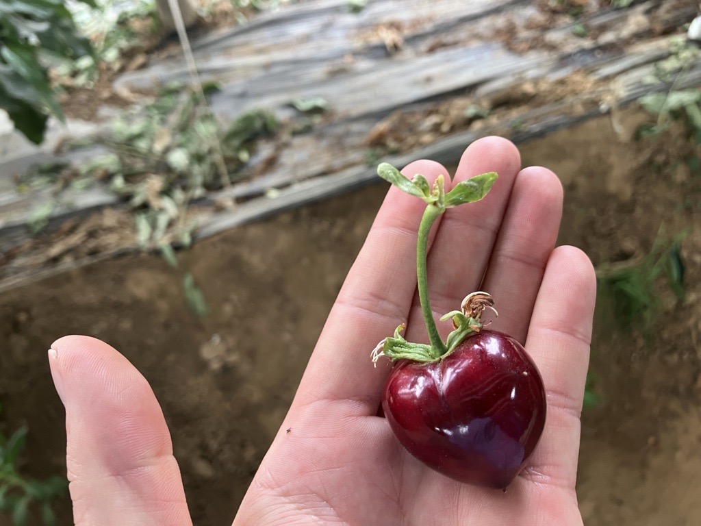 Look at the size of this cherry 🍒🤩