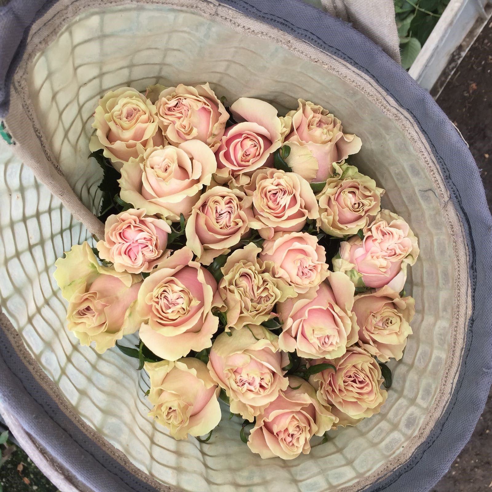 How to grow the best quality roses 🌹