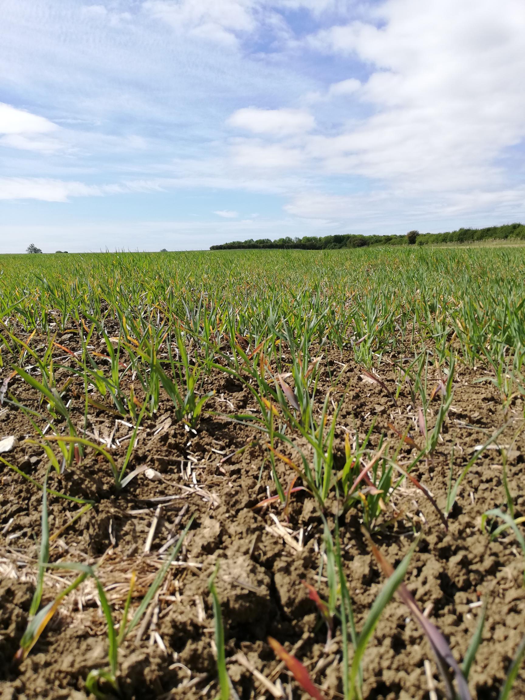 Problems with drought stress??