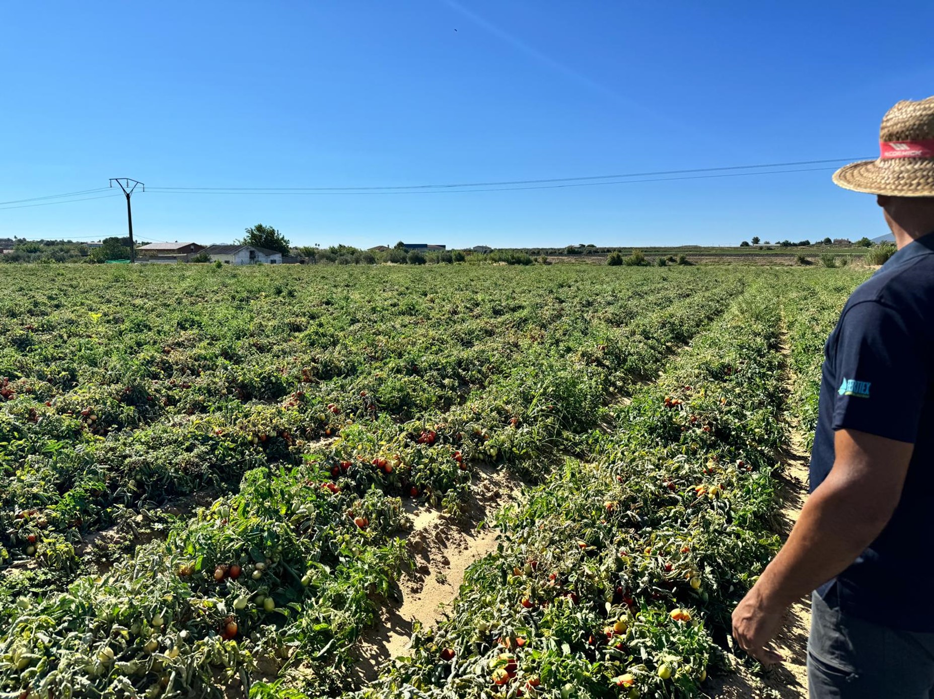 Helping tomato plants cope with stress 🍅
