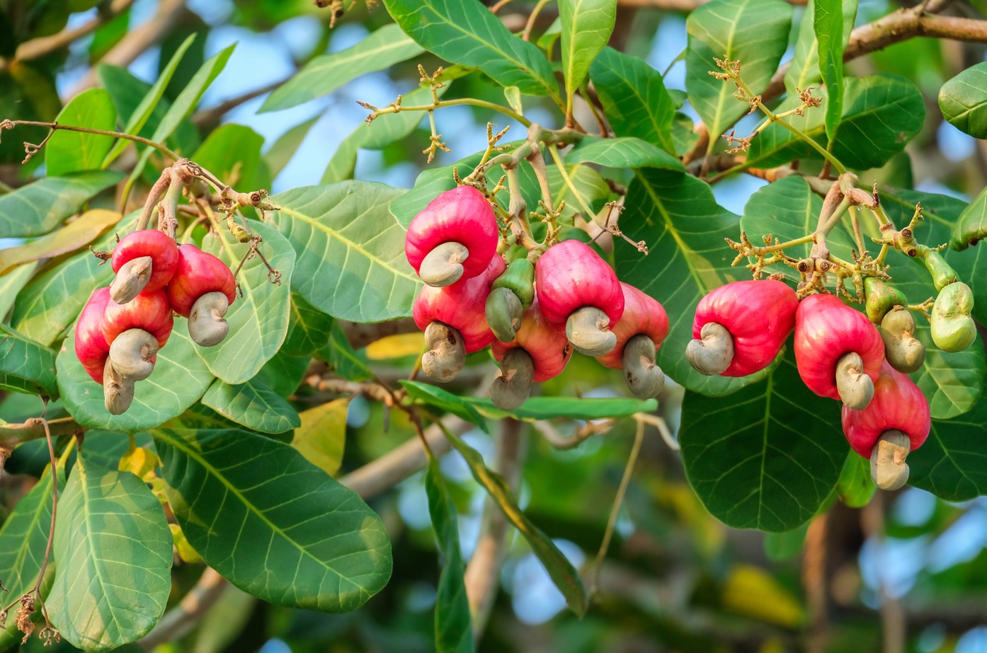 Foliar feeding the growth of African cashew production