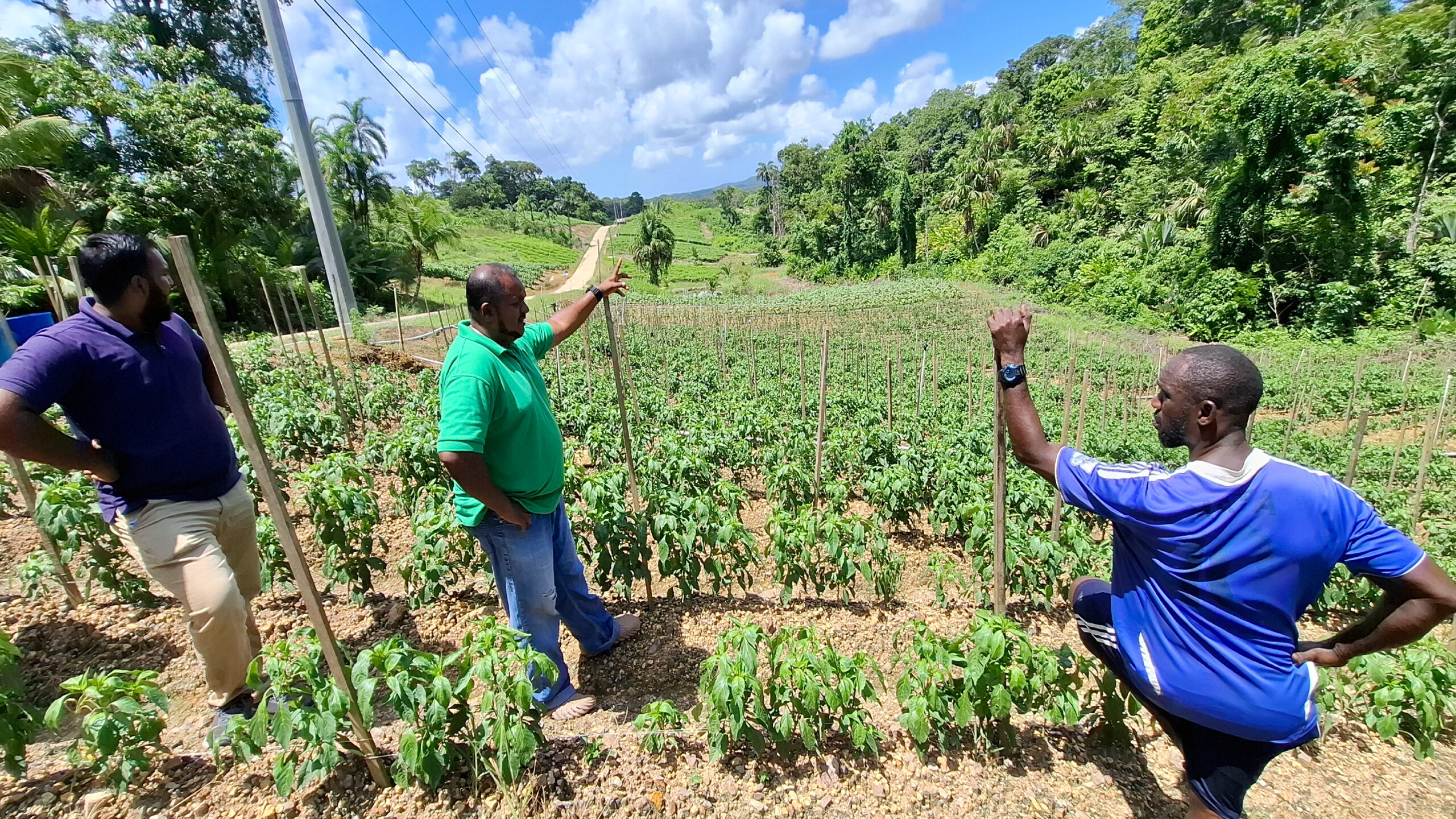 Remarkable recovery of sweet pepper crop