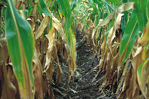 Nitrogen deficiency in corn, beginning on older leaves and progressing upward.