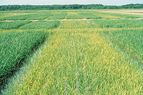 Nitrogen deficiency in rice, typical light green colour on older, erect leaves (centre). Source: APS Digital Image Collections.