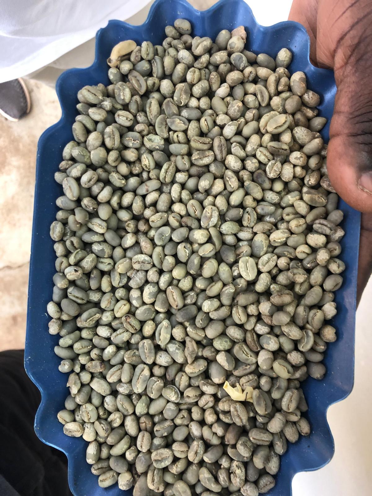 Coffee Nutrition Through the Growth Cycle
