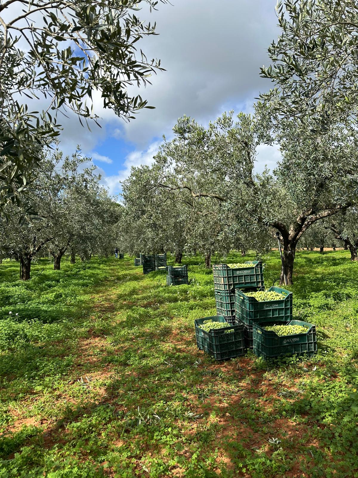 KingFol Cu: Answers to Growers’ Top Questions About Copper Nutrition in Olive Trees