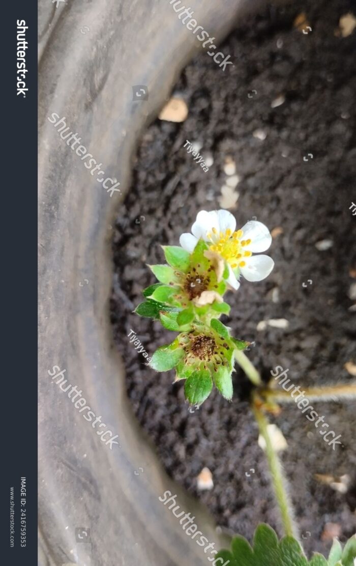 There are two flowers on the strawberry plant that failed to bear fruit due to premature falling, and one fully bloomed flower in the same strawberry plant.