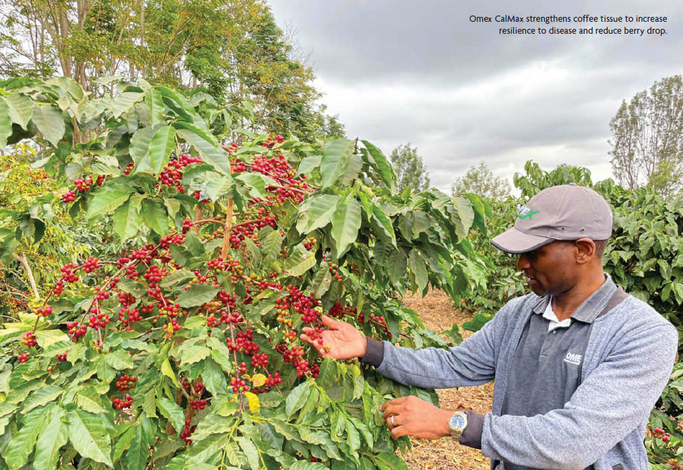 Foliar Fertilizer for Coffee in Kenya