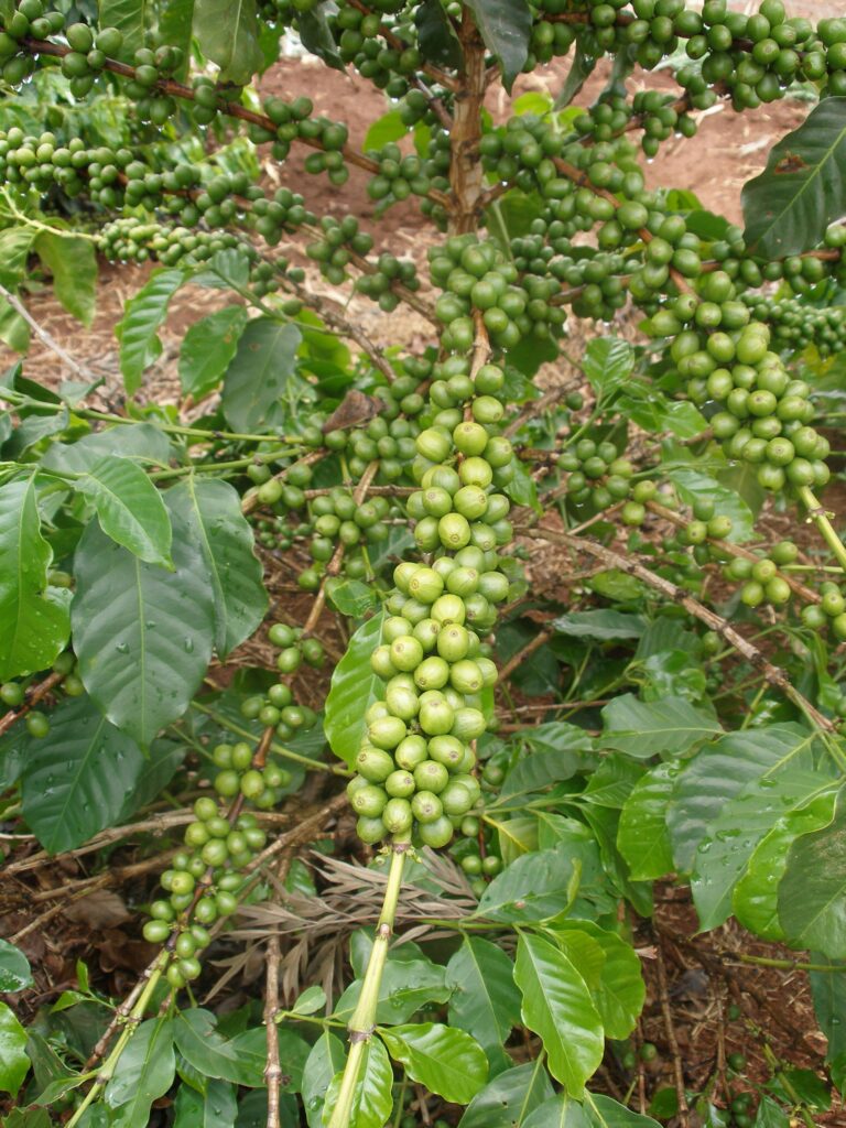 CalMax for Coffee: Supporting Yield and Bean Quality