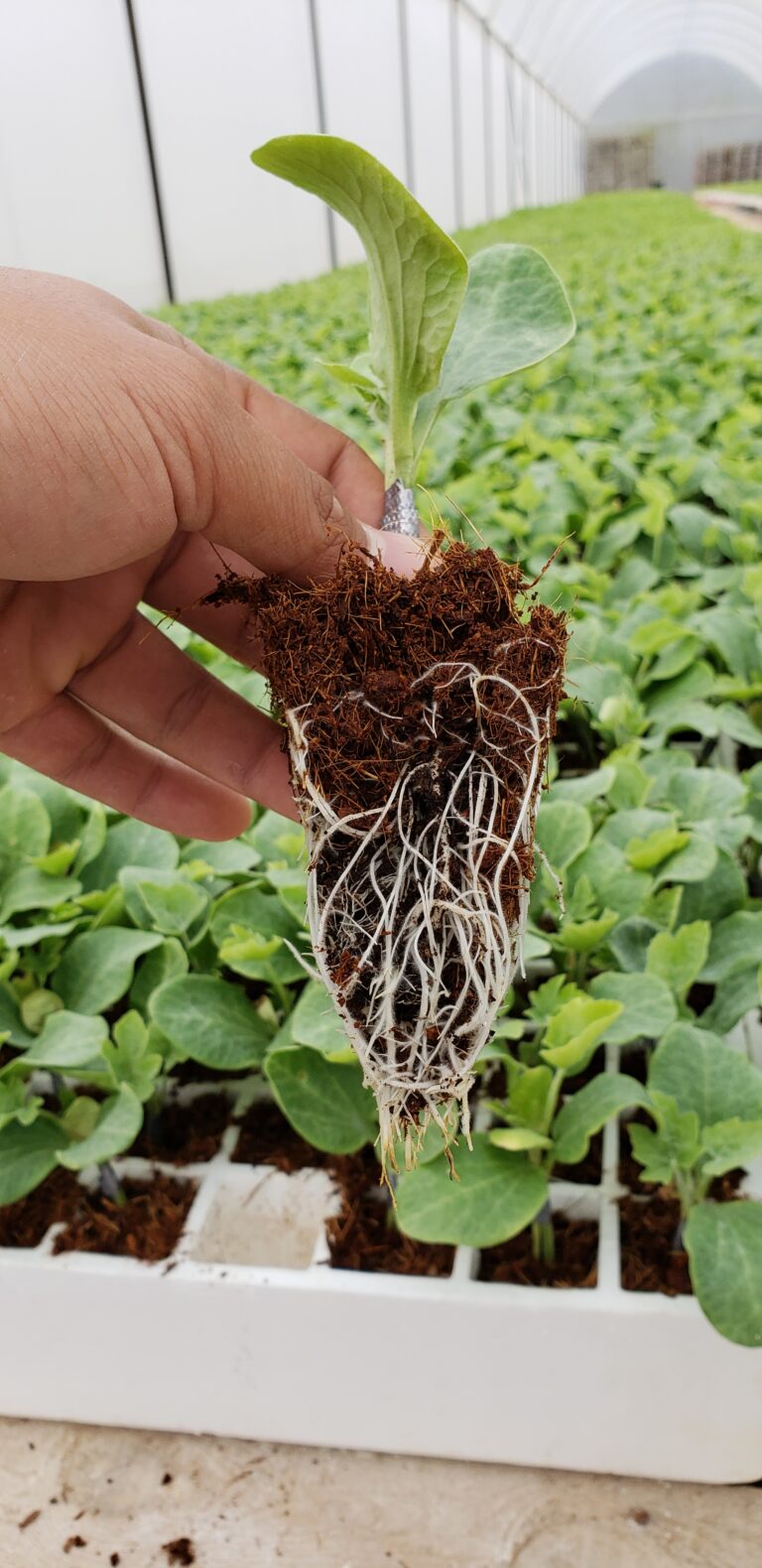 Why does calcium matter to your crop? 🌱