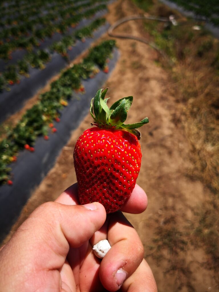 CalMax Gold for Strawberry Firmness, Colour and Storability